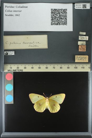 Media type: image;   Entomology 192030